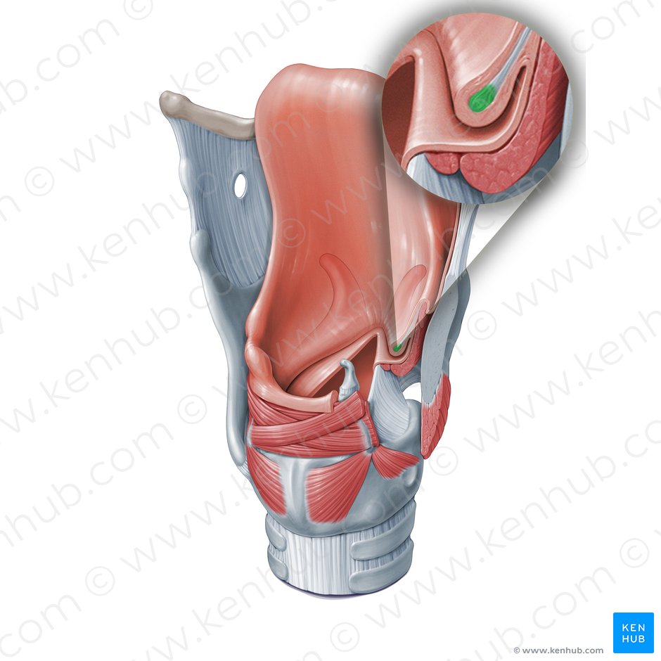 Vestibular ligament (Ligamentum vestibulare); Image: Paul Kim