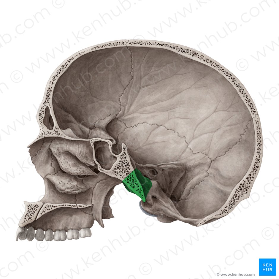 Pars basilaris ossis occipitalis (Basilarteil des Hinterhauptbeins); Bild: Yousun Koh