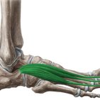 Muskeln des Fußrückens
