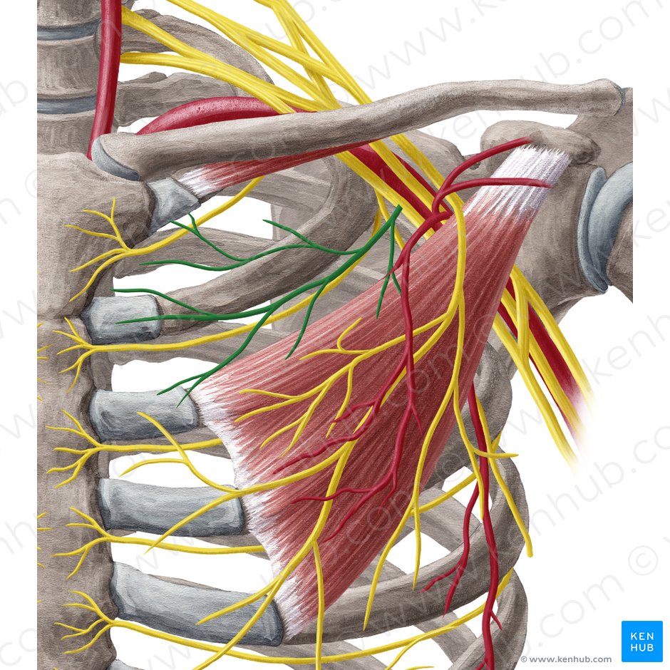 Medial pectoral nerve (Nervus pectoralis medialis); Image: Yousun Koh