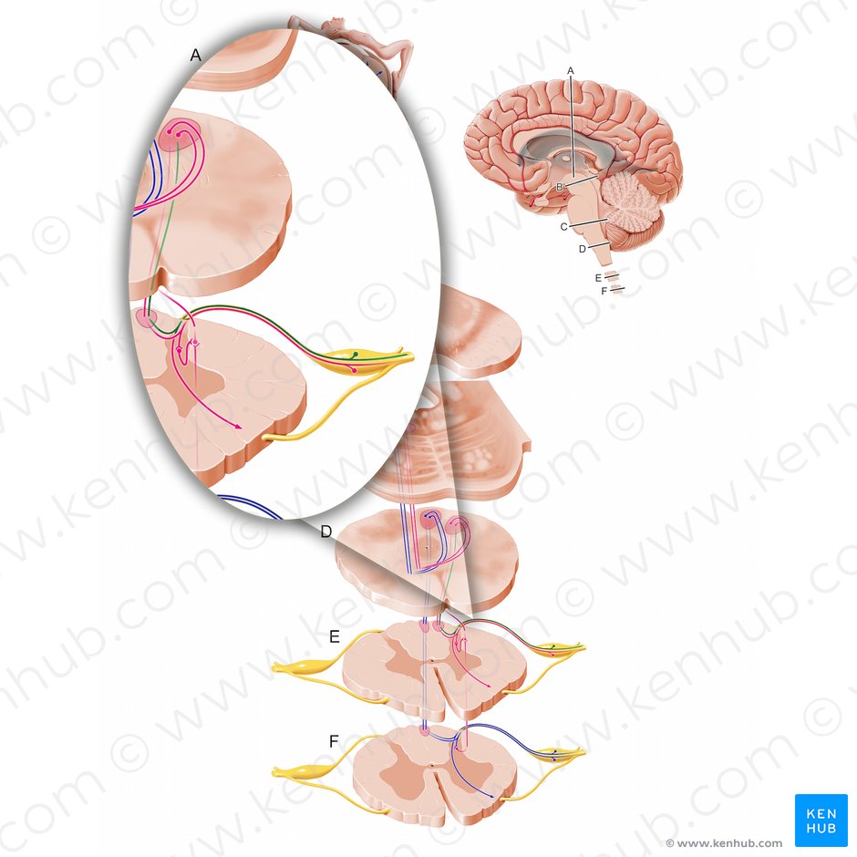 Proprioceptive afferent fibers to cervical spinal cord (Fibrae afferentes proprioceptivae partis cervicalis medullae spinalis); Image: Paul Kim