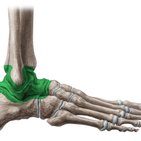Joints and ligaments of the foot