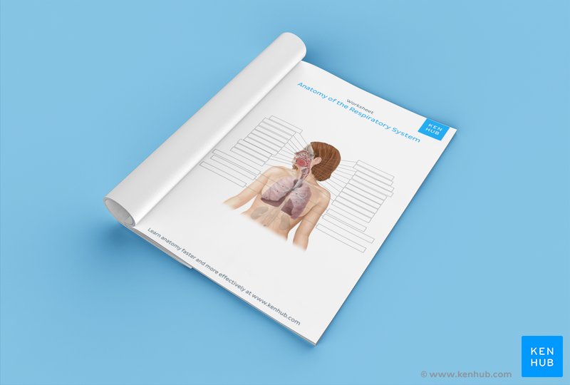 Test your knowledge of the respiratory system with our unlabeled diagram (download below)
