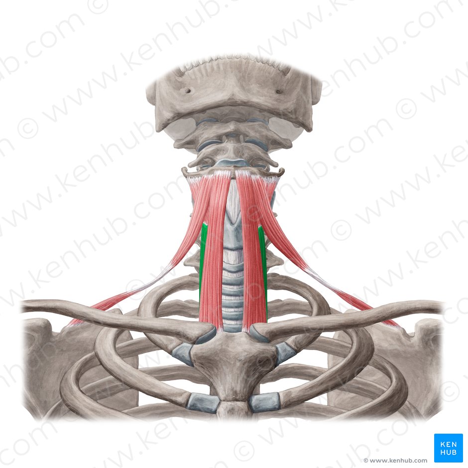 Sternothyroid muscle (Musculus sternothyroideus); Image: Yousun Koh