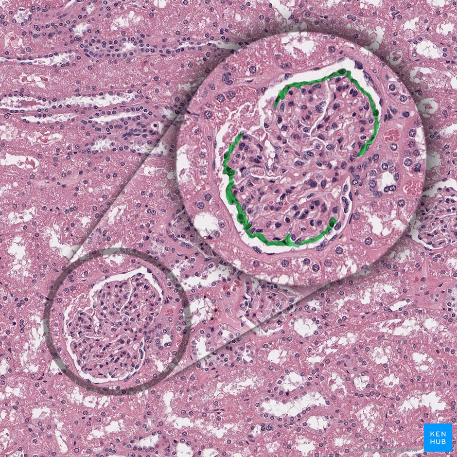 Visceral layer of glomerular capsule (Stratum viscerale capsulae glomerularis); Image: 