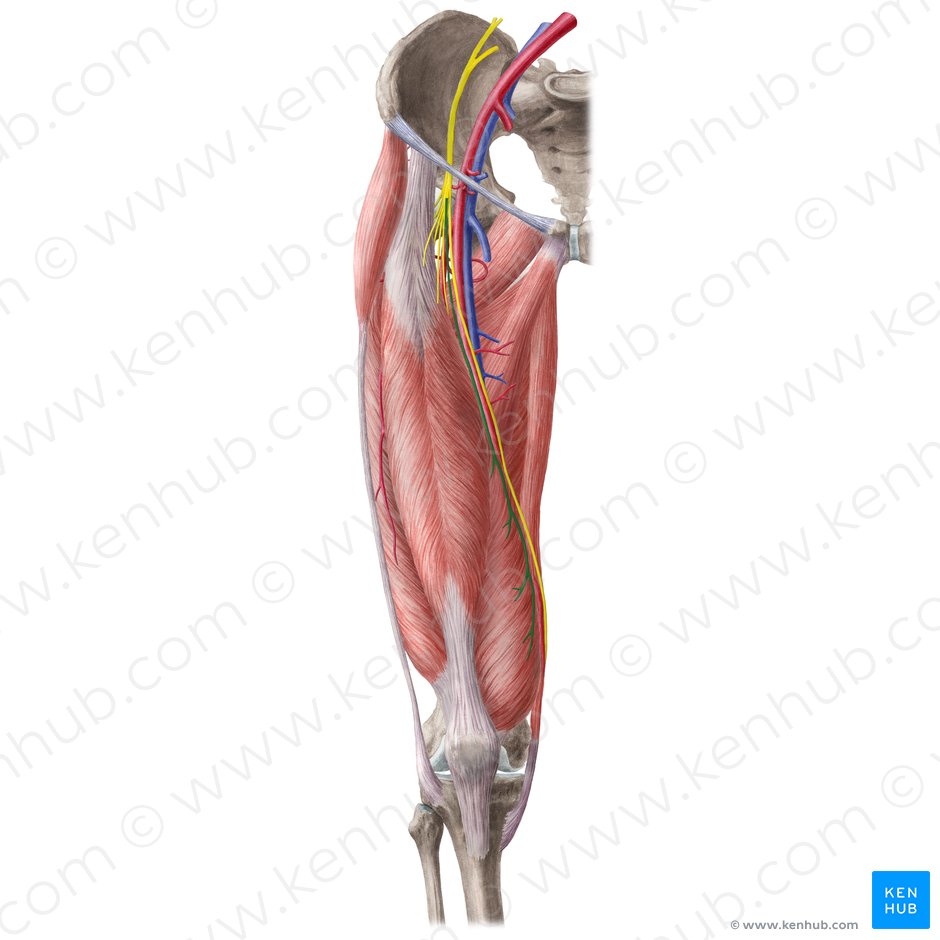 Muscular branches of femoral nerve (Rami musculares nervi femoralis); Image: Liene Znotina