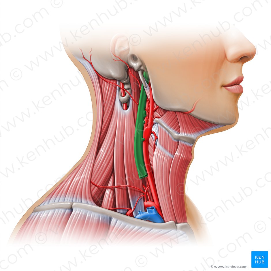 Vena jugularis interna (Innere Drosselvene); Bild: Paul Kim