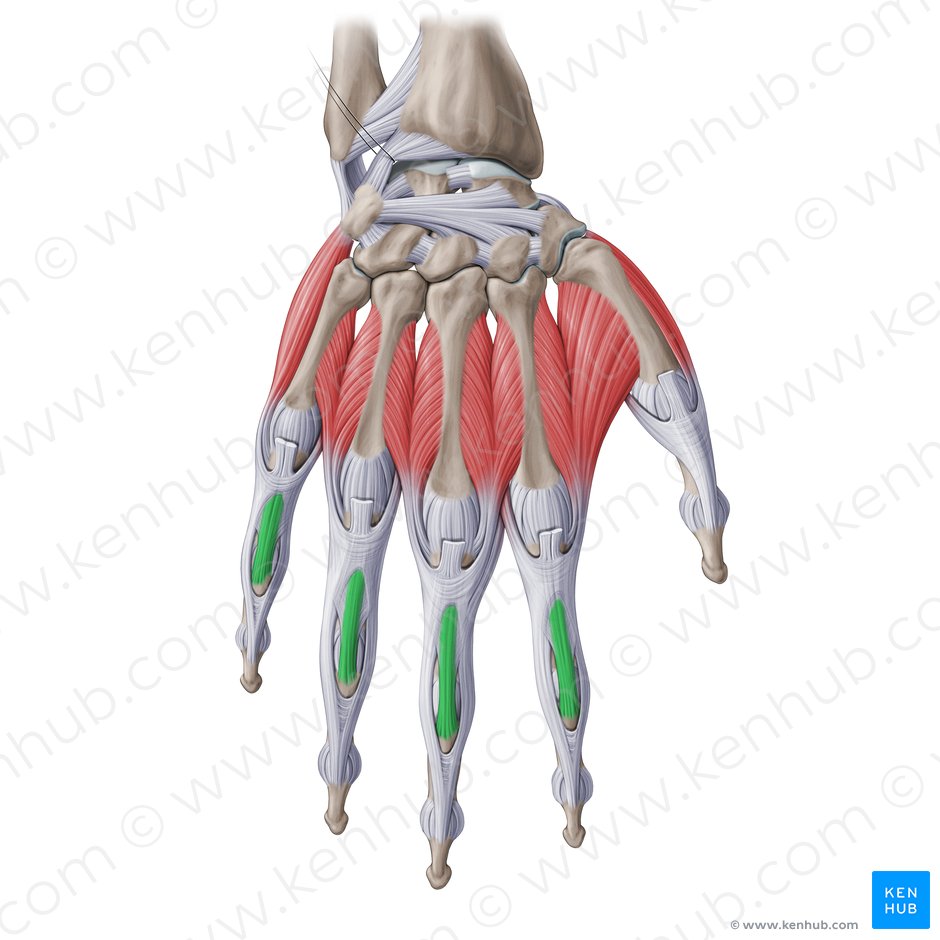 Central band of extensor expansion of hand (Fasciculus centralis aponeurosis extensoriae manus); Image: Paul Kim