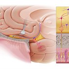 Olfactory pathway and nerve