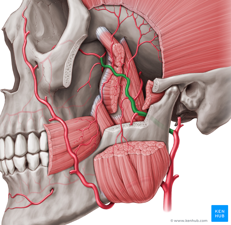 Maxillary Artery - Branches and Anatomy | Kenhub