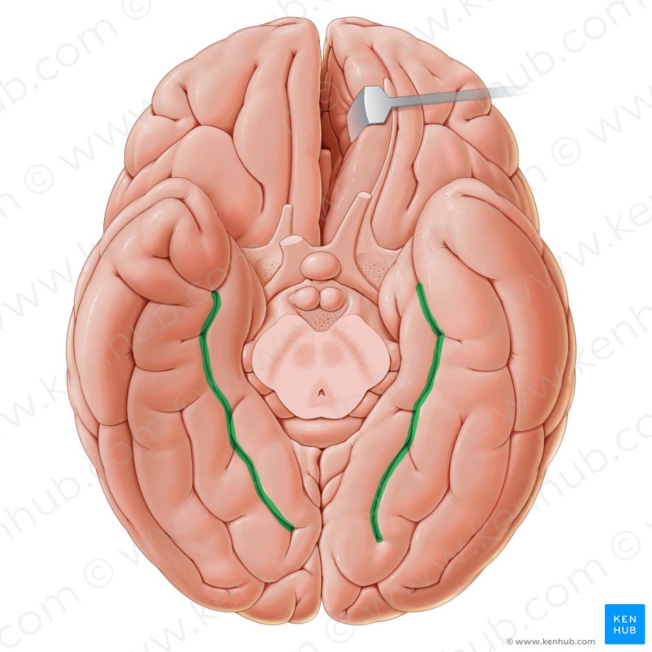 Sulco colateral (Sulcus collateralis); Imagem: Paul Kim