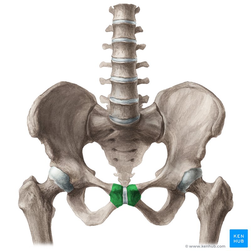 Body of pubic bone (Corpus ossis pubis) | Kenhub