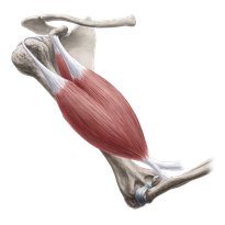 Introduction to the musculoskeletal system