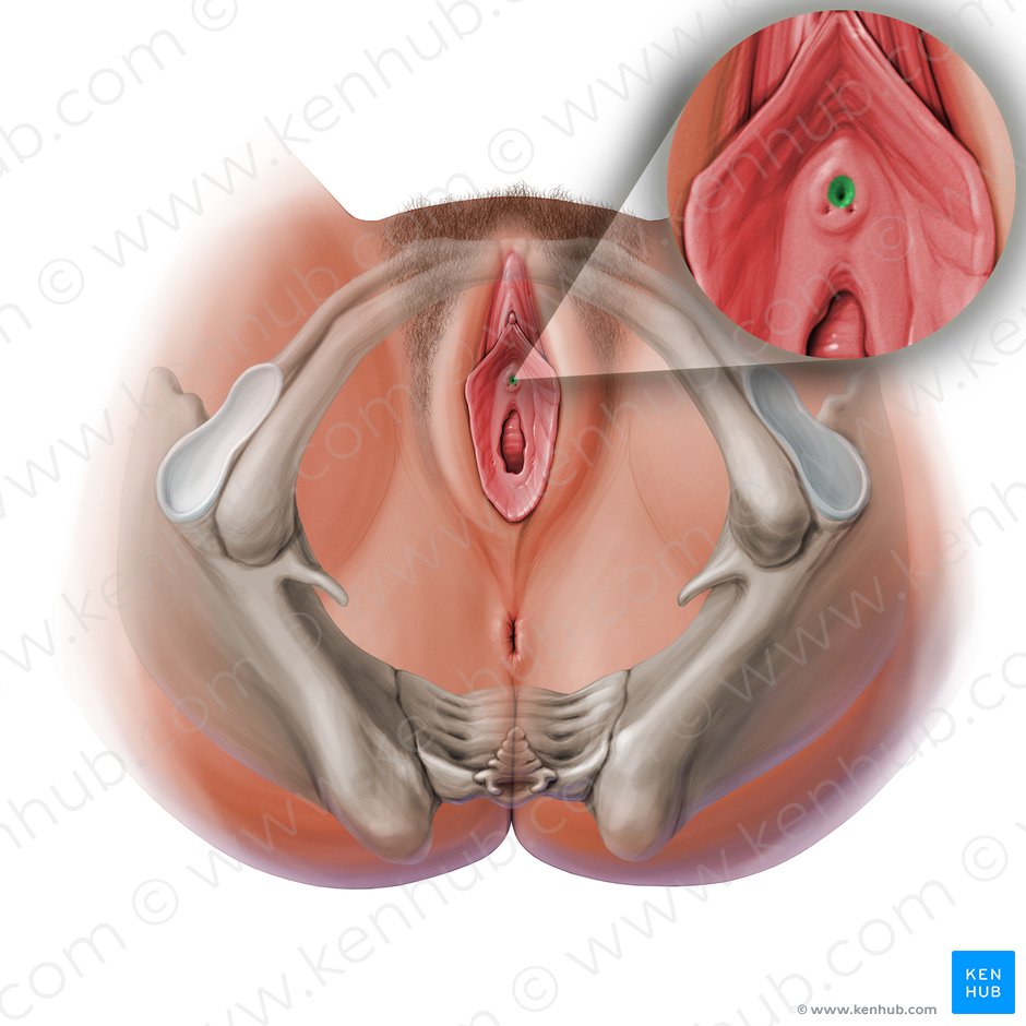 Orificio externo de la uretra (Ostium urethrae externum); Imagen: Paul Kim