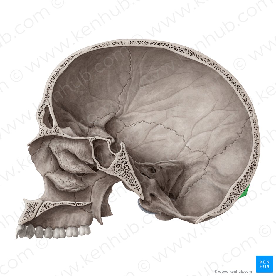 Protuberantia occipitalis externa (Äußere Vorwölbung des Hinterhauptbeins); Bild: Yousun Koh
