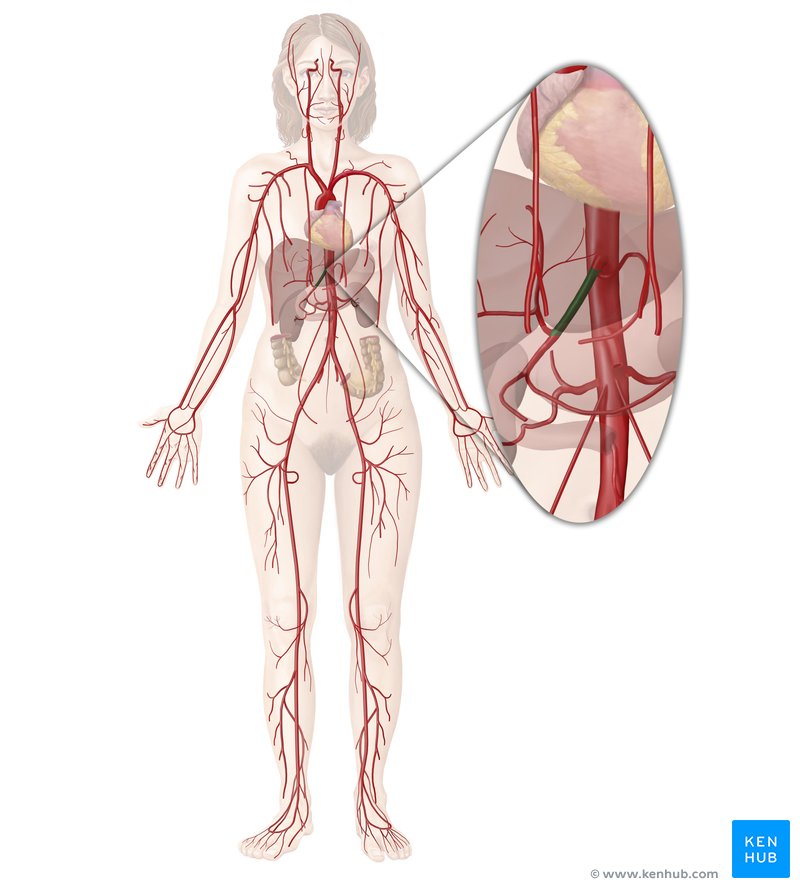Common hepatic artery (arteria hepatica communis)