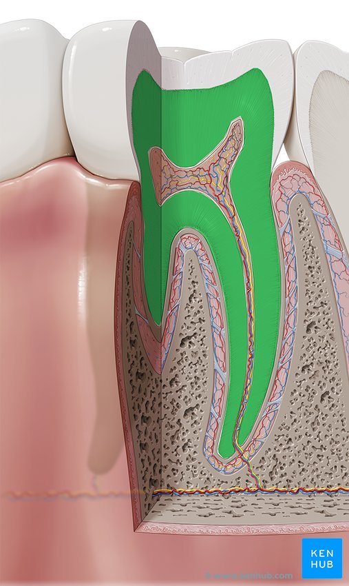 Deciduous teeth: Anatomy and pathology | Kenhub