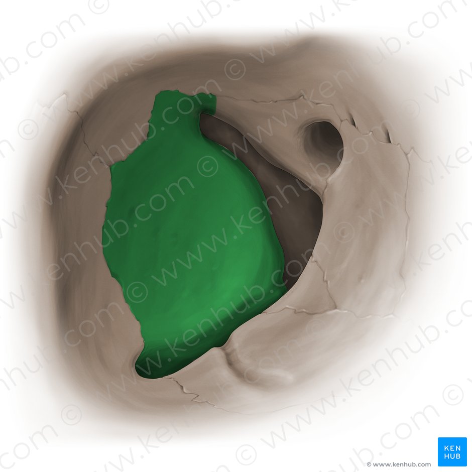 Cara orbitaria del ala mayor del hueso esfenoides (Facies orbitalis alae majoris ossis sphenoidalis); Imagen: Paul Kim
