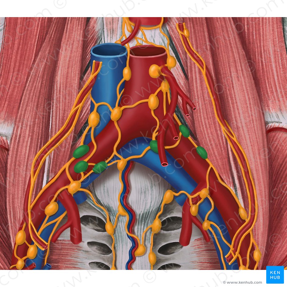 Pelvic veins, lymphatics and nerves: Anatomy and drainage | Kenhub