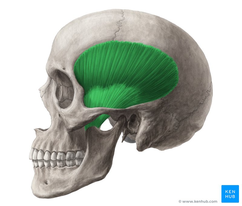 Temporal muscle - Anatomy, Function, Innervation | Kenhub