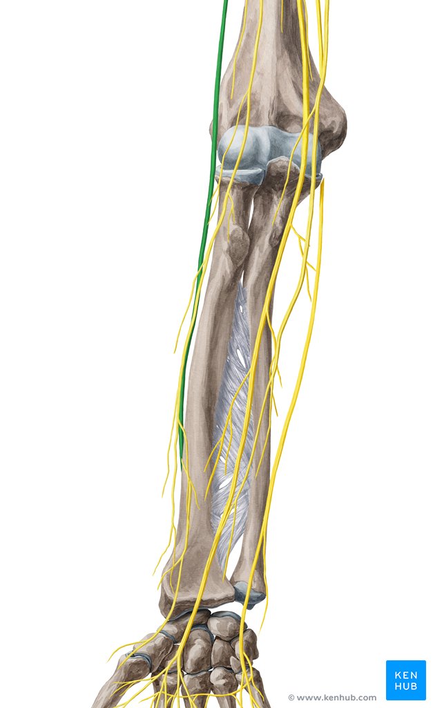 Nervo radial - vista anterior (amarelo)