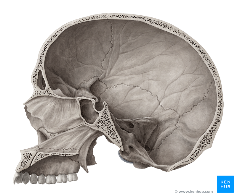 Bones of the head - skull anatomy | Kenhub