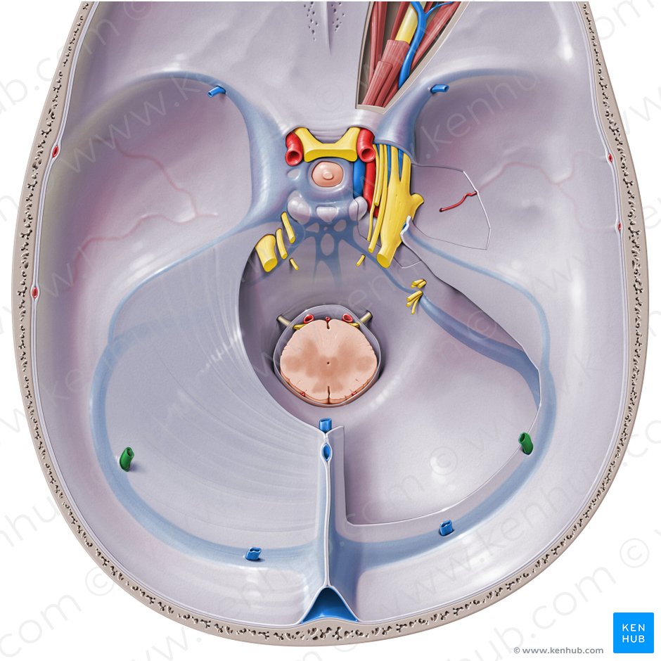 Inferior cerebral veins (Venae inferiores cerebri); Image: Paul Kim