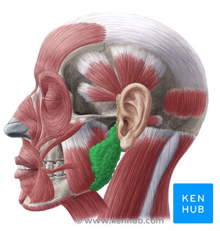 Parotid gland: Anatomy, innervation and clinical aspects | Kenhub