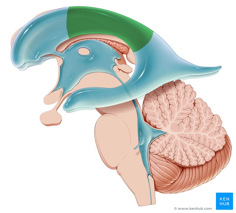 Lateral ventricles: Anatomy and function | Kenhub