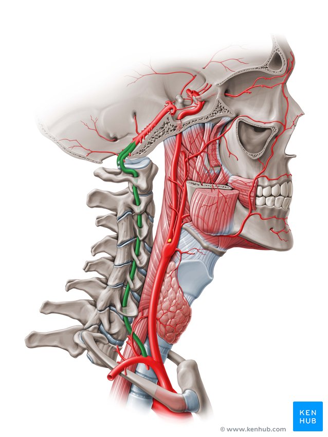 Arteries of the brain: Posterior circulation | Kenhub
