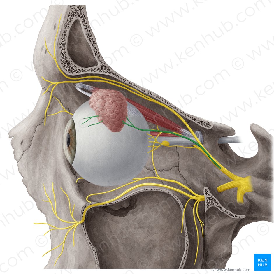 Nervio lagrimal (Nervus lacrimalis); Imagen: Yousun Koh