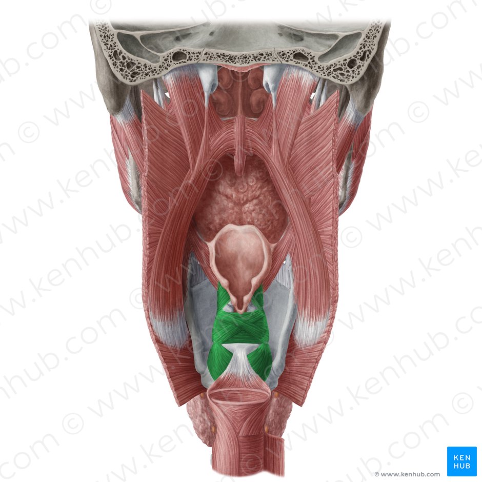 Músculos laríngeos (Musculi laryngis); Imagem: Yousun Koh