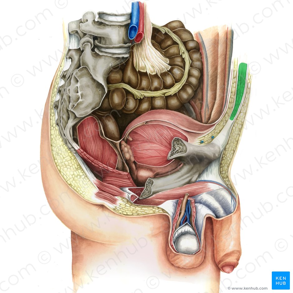 Músculo recto del abdomen (Musculus rectus abdominis); Imagen: Irina Münstermann