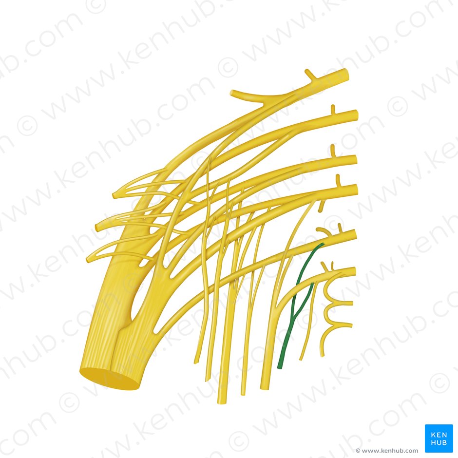 Nerve to levator ani muscle (Nervus musculi levatoris ani); Image: Begoña Rodriguez