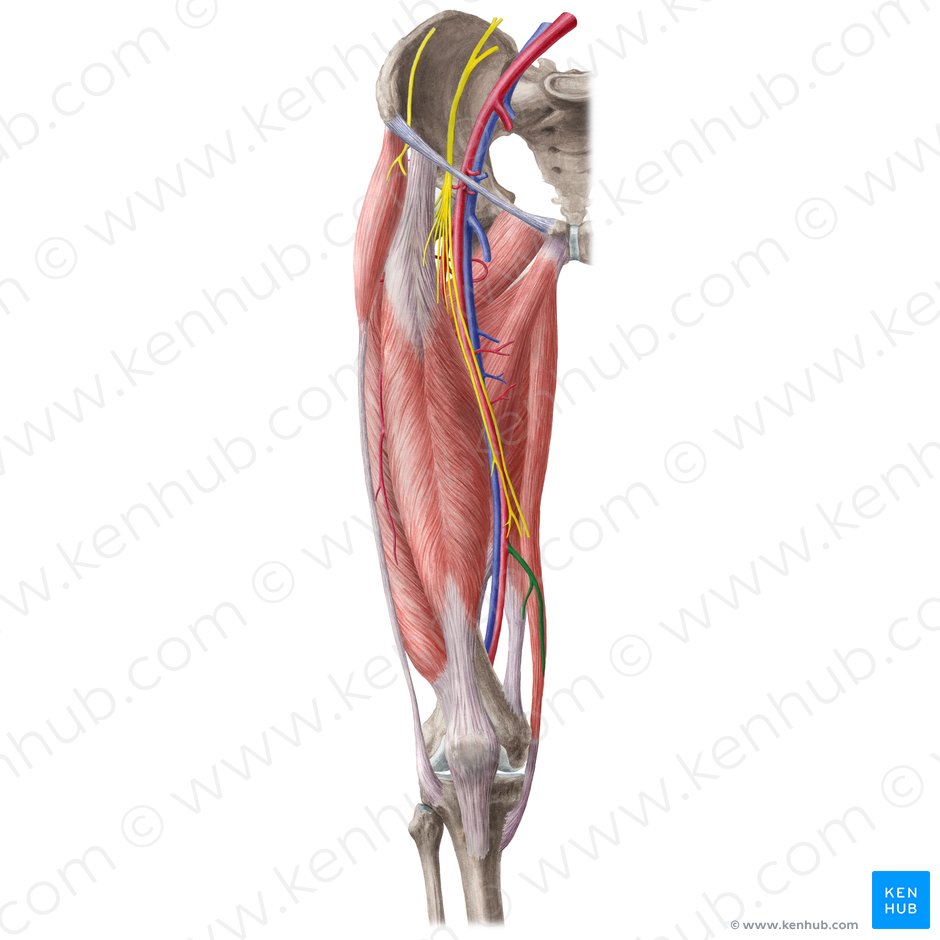 Descending genicular artery (Arteria descendens genus); Image: Liene Znotina
