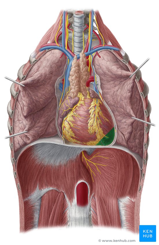 Heart anatomy: Structure, valves, coronary vessels | Kenhub