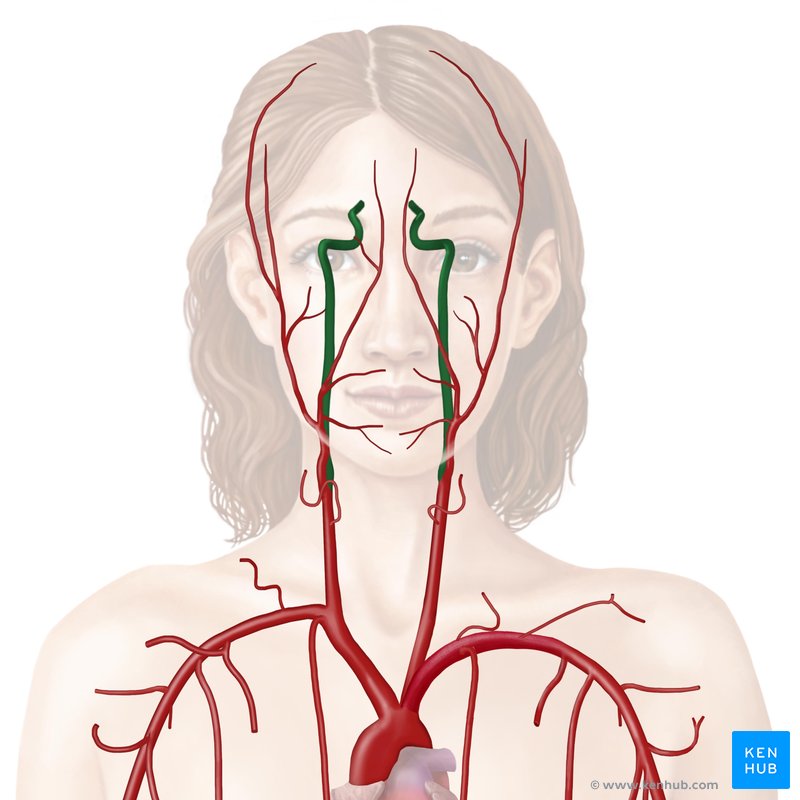 Arteria carotis interna: Anatomie, Verlauf, Äste & Klinik | Kenhub