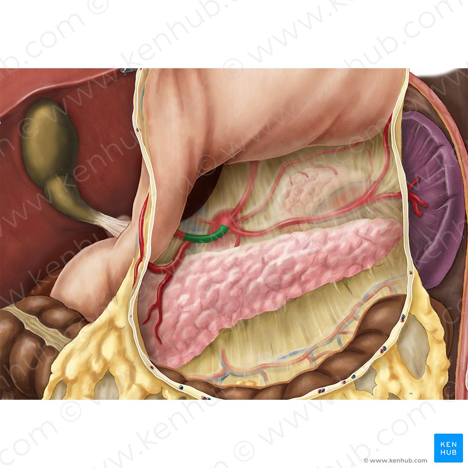 Arteria hepática común (Arteria hepatica communis); Imagen: Esther Gollan