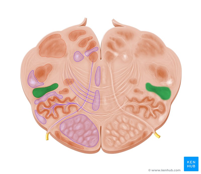 Reticular formation: Anatomy and clinical notes | Kenhub