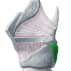 Musculus cricoarytenoideus posterior