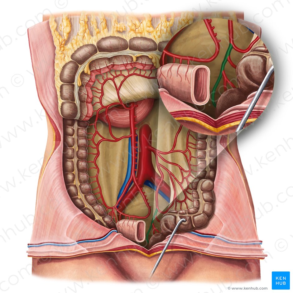 Arteria rectal superior (Arteria anorectalis superior); Imagen: Irina Münstermann