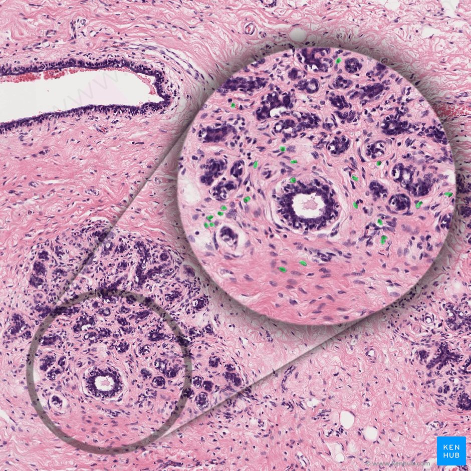 Plasma cells (Plasmocytus); Image: 