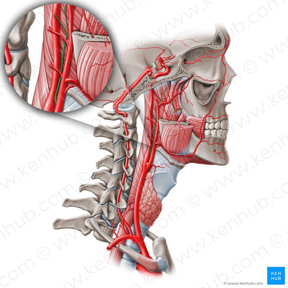 Arteria faríngea ascendente (Arteria pharyngea ascendens); Imagen: Paul Kim