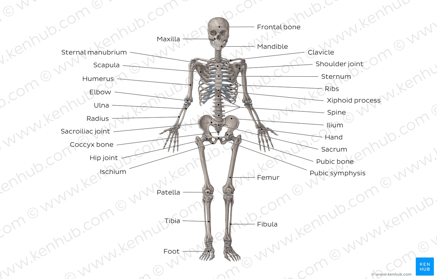 Bone Classification Chart