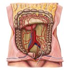 Arteries of the large intestine