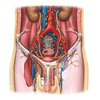 Sistema linfático de los genitales masculinos 