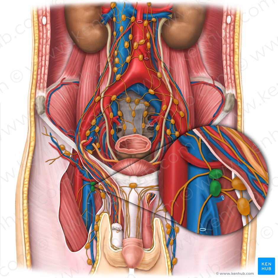 Deep inguinal lymph nodes (Nodi lymphoidei inguinales profundi); Image: Esther Gollan