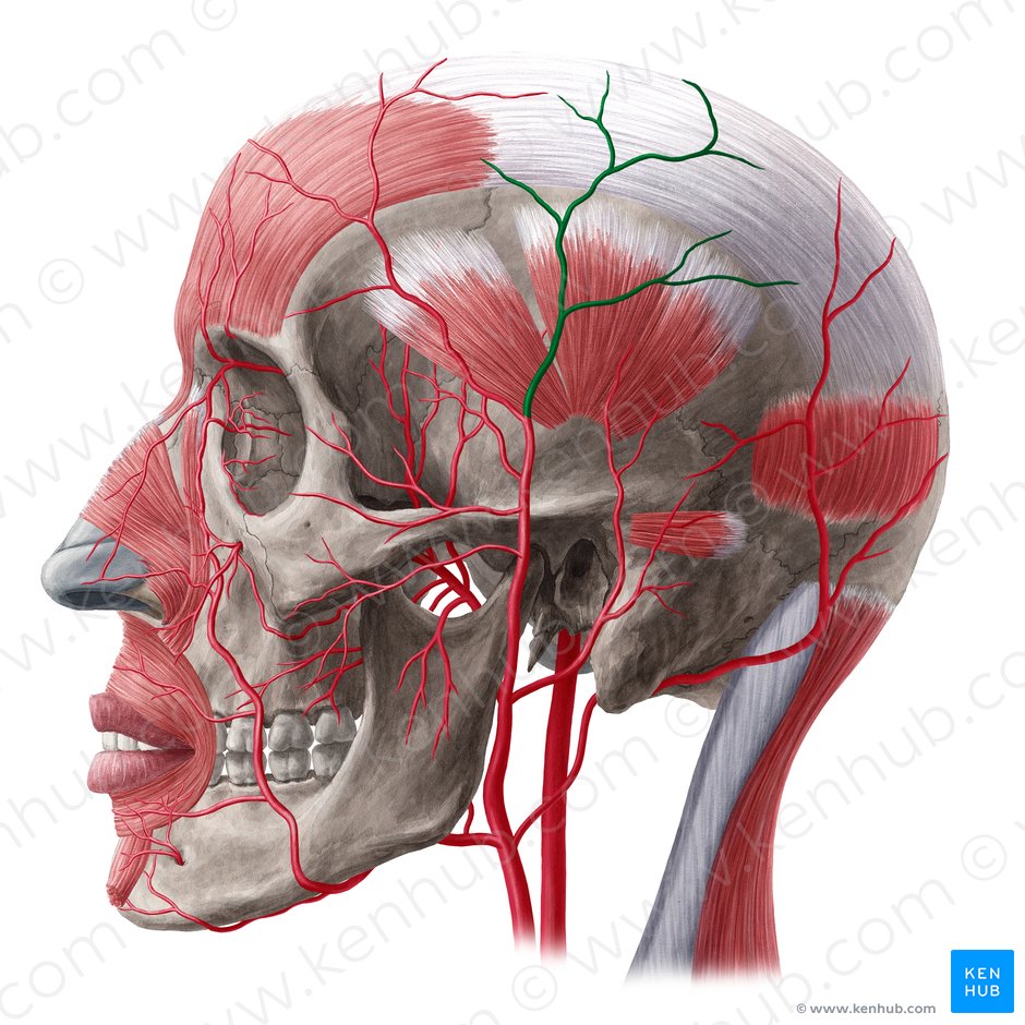 Parietal branch of superficial temporal artery (Ramus parietalis arteriae temporalis superficialis); Image: Yousun Koh