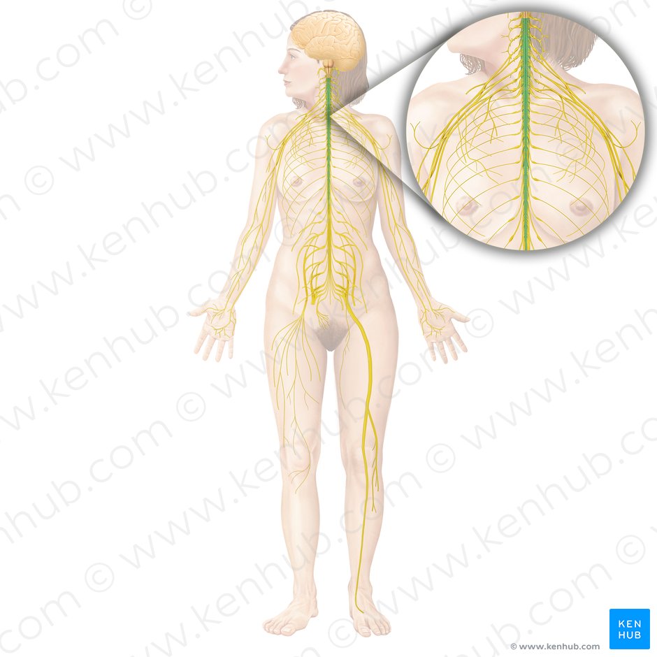 Spinal cord (Medulla spinalis); Image: Begoña Rodriguez