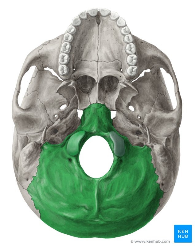 Occipital bone: Anatomy, borders and development | Kenhub